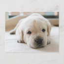 Recherche de chiot labrador cartes postales Mignonette