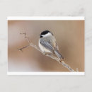 Suche nach vogel im schnee karten Tulpen rot