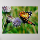 Suche nach monarchfalter poster Sommer