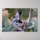 Suche nach kolibris poster Landschaften