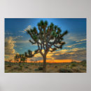 Recherche de san bernardino posters Cactus