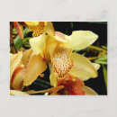 Suche nach orchideen blumen postkarten Gelb