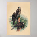 Suche nach vintage wildlife poster Animals