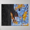 Suche nach eichhörnchen fotos poster Baum