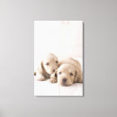 Recherche de parqueter posters Animal