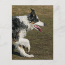 Suche nach border collie postkarten Foto