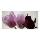 Suche nach tulips poster Fotografie