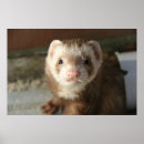 Recherche de furet posters Amant de furet