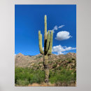 Recherche de cactus no art Tucson