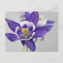 Recherche de columbine cartes postales Fleur
