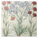 Recherche de oeillets carreaux Botanique