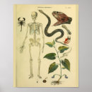 Recherche de scorpion art Vintage