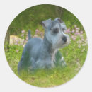 Recherche de miniatures autocollants Schnauzer miniature