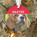 Recherche de beagle drôle maison deco Animaux