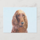 Suche nach irish setter postkarten Hund