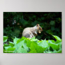 Suche nach nuss poster Tiere