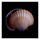 Recherche de coquilles posters Pétoncle