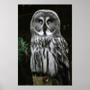 Recherche de hibou gris posters Noir
