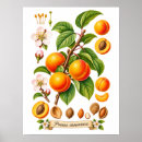 Recherche de abricot posters Illustration botanique