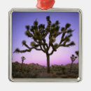 Suche nach joshua tree ornamente Sonnenuntergang