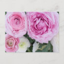 Recherche de ranunculus posters Plante