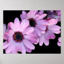 Suche nach gänseblümchen poster Lila