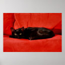 Recherche de chat halloween posters Noir