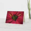 Recherche de pointsettia Floral