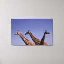 Suche nach wilds poster leinwandbilder Himmel