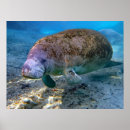 Suche nach lebendes wasser poster Wild lebende tiere