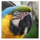 Suche nach schnabel fliesen Wildtiere