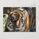 Suche nach sumatran postkarten Tierwelt