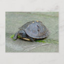 Recherche de bébé tortue cartes postales Tortues