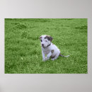 Recherche de pit bull terrier posters Bully