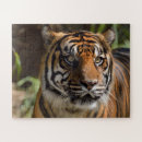 Recherche de grands chats puzzles Nature