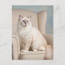 Suche nach blaue katze postkarten Rosa