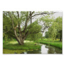 Recherche de saule posters Vert