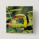 Suche nach exotischer vogel buttons Tier