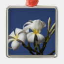 Suche nach plumeria ornamente Hawaii