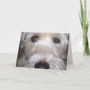 Suche nach wheaten terrier karten Haustiere