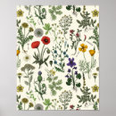 Recherche de taraxacum posters Floral