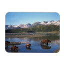 Recherche de prédateur magnets Faune