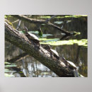 Recherche de tortue posters Vert