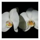Suche nach orchideen poster Grün