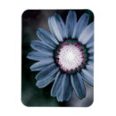 Recherche de marguerites refrigérateur magnets Élégant