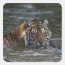 Suche nach sibirischer tiger aufkleber Im freien