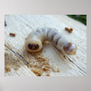 Suche nach beetle poster Bug