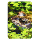 Recherche de froggie magnets Animal