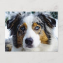 Suche nach australian shepherd postkarten Haustier