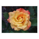 Recherche de beautiful pink rose posters Pour tous